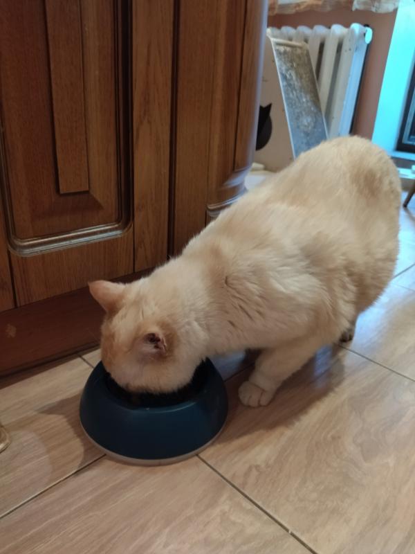 Я совершенно довольна кормом  "Иззи Чойс"