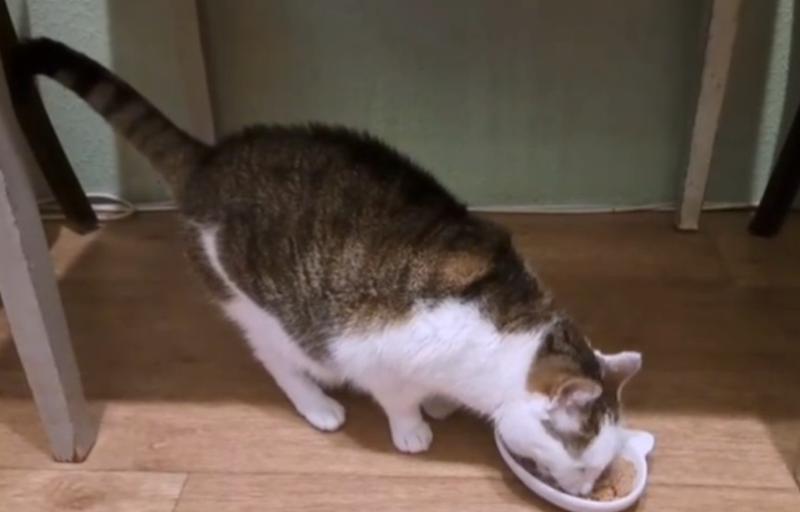 Отзыв ветеринарного врача-терапевта, гематолога ветеринарной клиники Сотникова Залесовой Кристины Васильевны