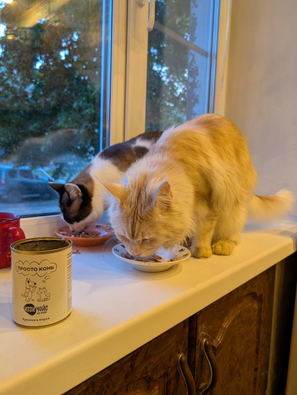 Просто конь