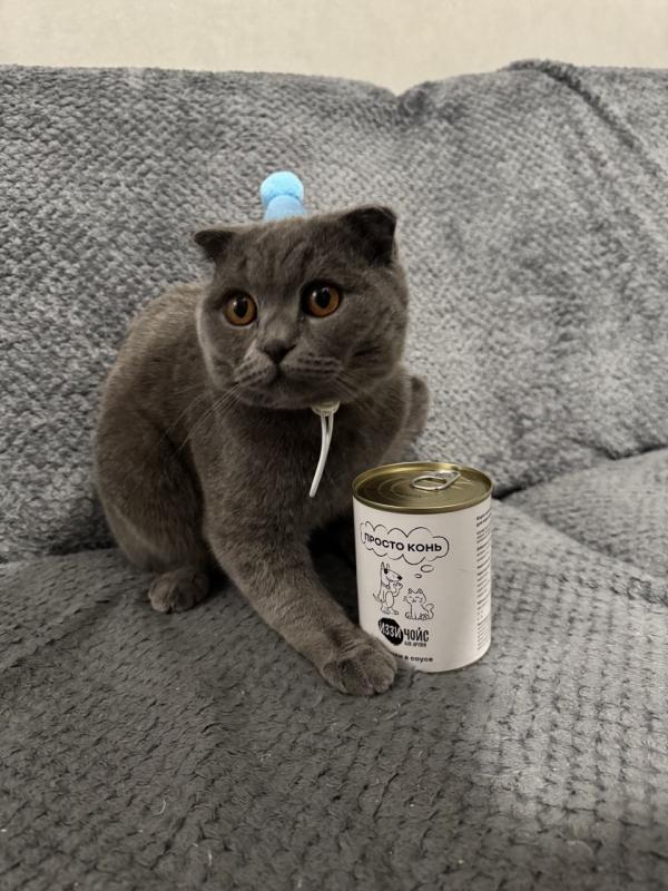 Рекомендую "Иззи Чойс"