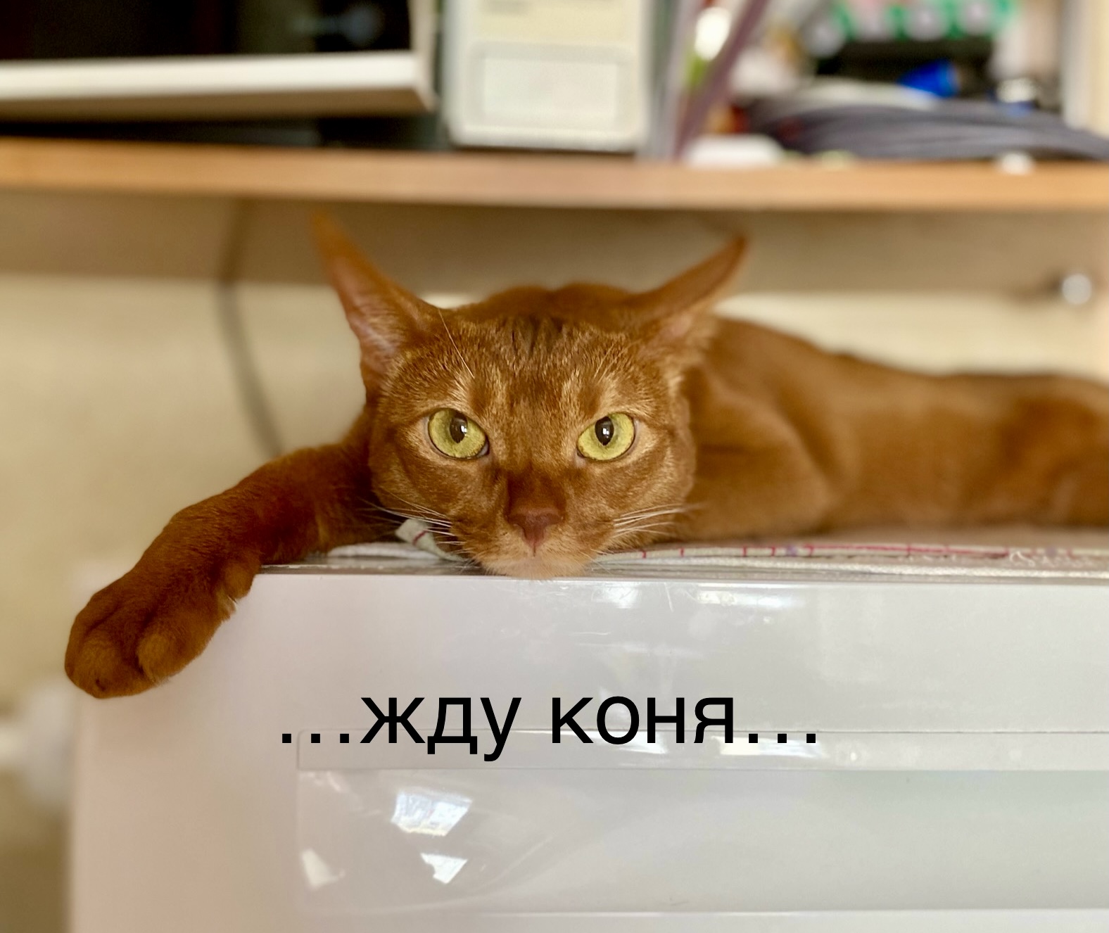 Люся