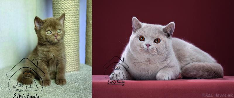 Питомник Британских кошек “Elka's fam”