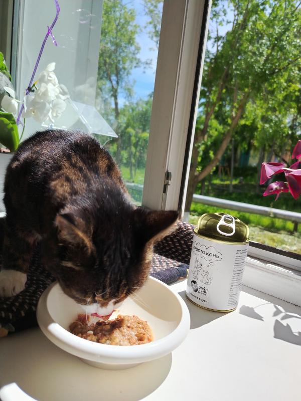 Привет Изе и Ко от Митчела с Камчатки🐱