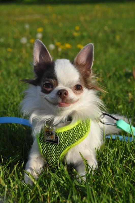 Дени об Иззи Чойс