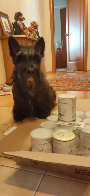 Скотч-терьер Гриша.