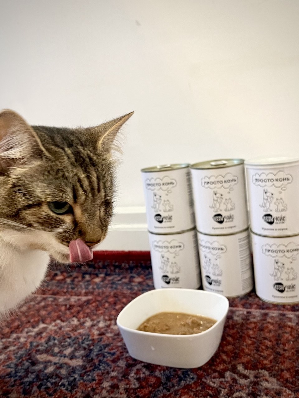 Кошка Лулу любит Izzy Choice