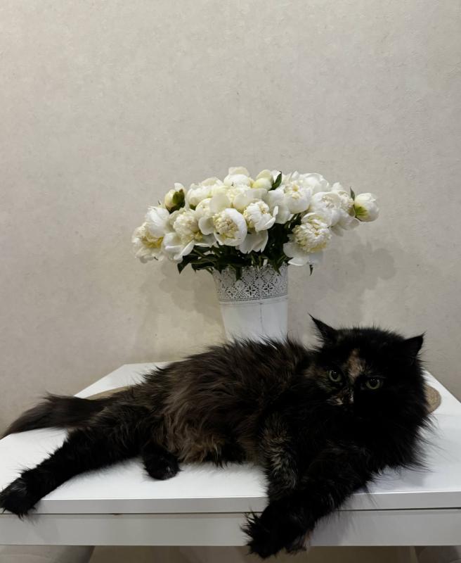 От Лизуни, с любовью