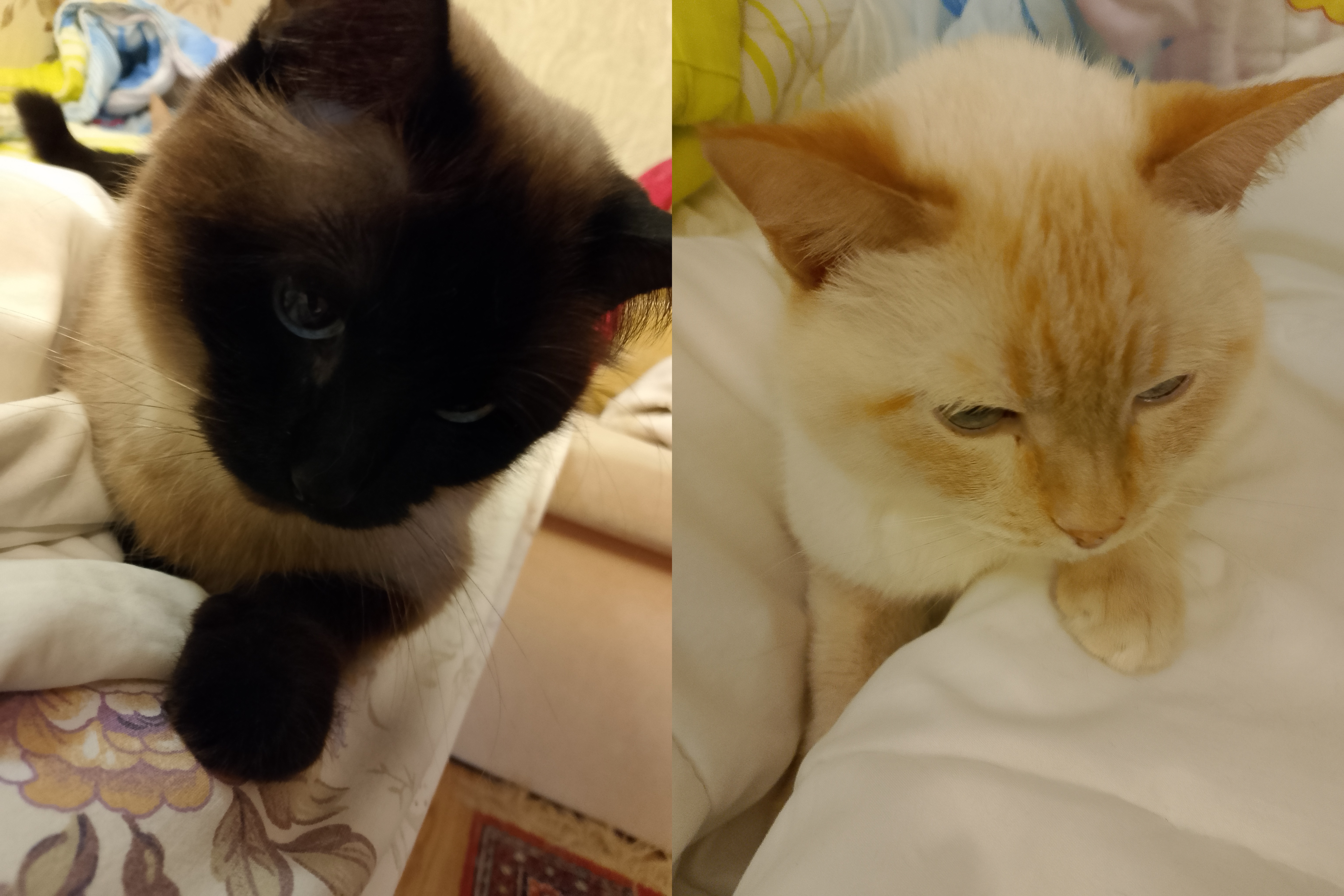 Во избежание бунта - не откладывайте заказ корма на завтра!)